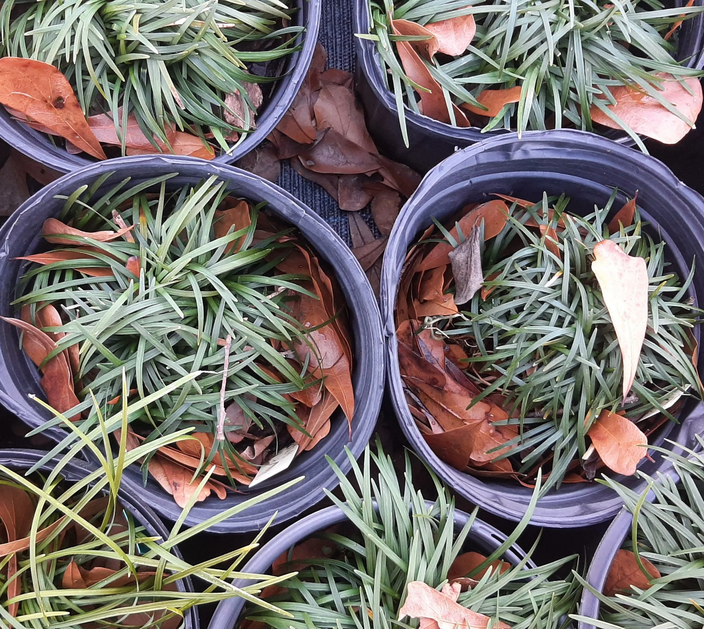 2026 Spring Plant Sale — Hatcher Garden